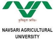 Gov Job JRF Basic Sciences Jobs in Navsari agricultural university