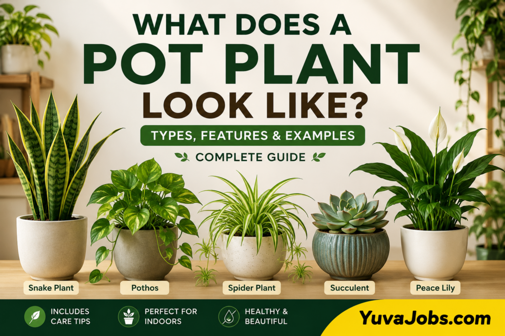 what does a pot plant look like